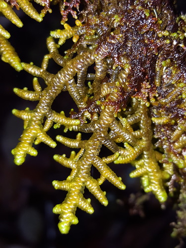 Representative image of Porellaceae