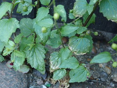 Scrophularia scopolii