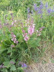 Salvia pratensis