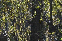 Heterophasia capistrata