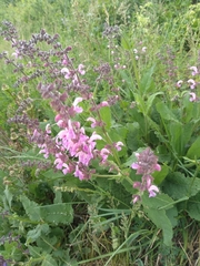 Salvia pratensis