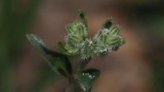 Cryptantha simulans