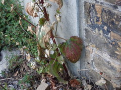 Scrophularia scopolii