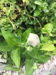 Platycodon grandiflorus