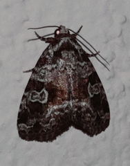 Mictochroa zonella