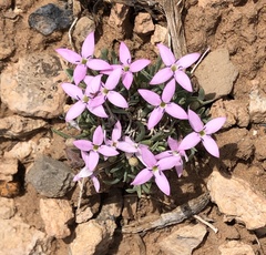 Houstonia rubra