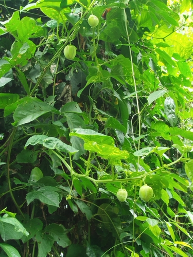 Passiflora quadrangularis observed 2026-09-03