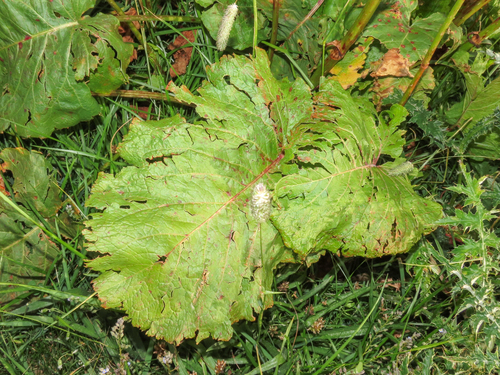 Rumex alpinus, photograph 4