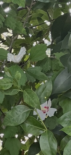 common hibiscus