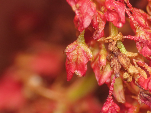 Rumex alpinus, photograph 3