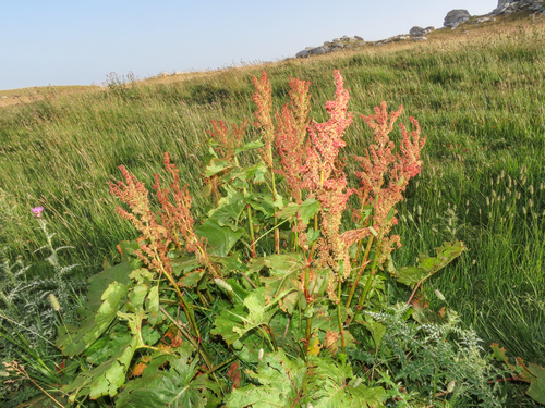 Rumex alpinus, photograph 5