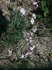 Dianthus arenarius