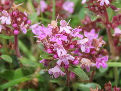 Thymus praecox, photograph 5