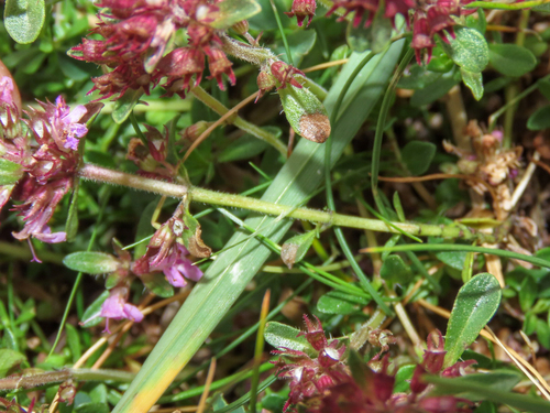 Thymus praecox, photograph 6