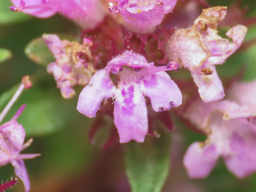 Thymus praecox, photograph 4