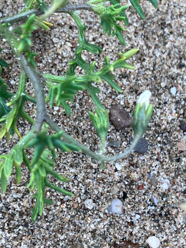 Solanum triflorum, photograph 2
