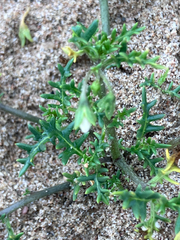 Solanum triflorum