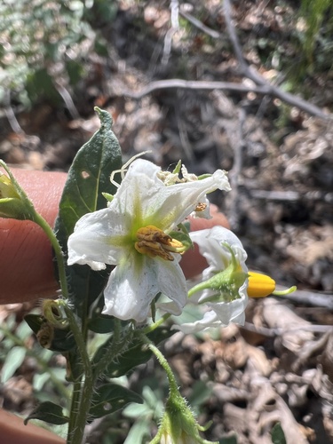 Solanum jamesii observed 2026-09-02