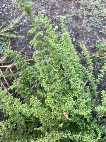 Jerusalem oak