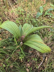 Veratrum nigrum