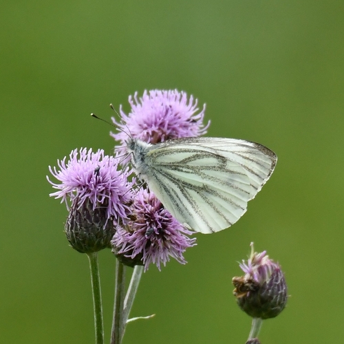Green-veined White