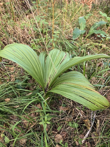 Veratrum nigrum, photograph 2