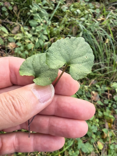 Viola selkirkii, photograph 4