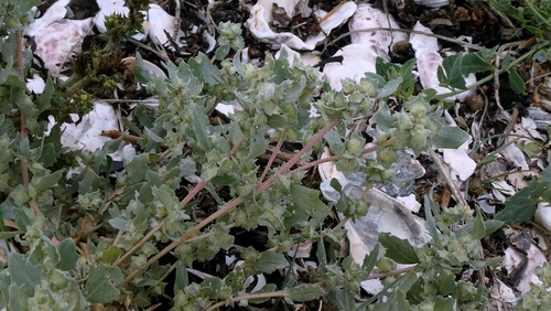 Atriplex laciniata, photograph 6