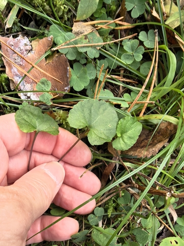 Viola selkirkii, photograph 5