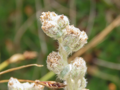 Artemisia eriantha