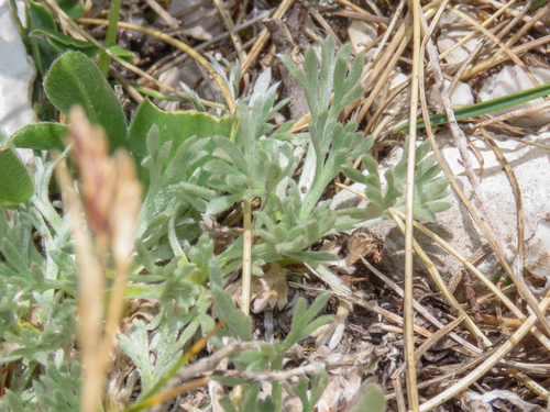 Artemisia eriantha, photograph 1