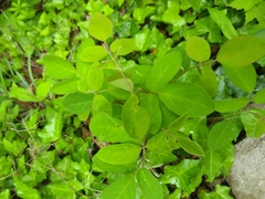 Taenidia integerrima