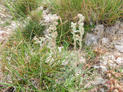 Artemisia eriantha, photograph (c) Emanuele Santarelli, some rights reserved (CC BY-SA)