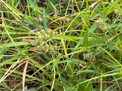 Cenchrus echinatus observed 2026-09-03