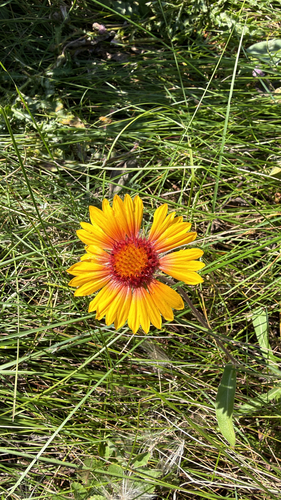 great blanketflower