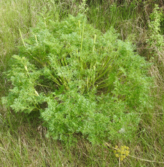 Lomatium grayi