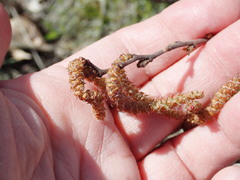 Comptonia peregrina