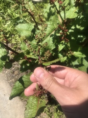 Rumex obtusifolius
