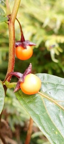 Capsicum geminifolium