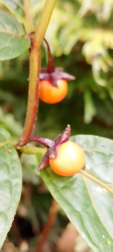 Capsicum geminifolium, photograph 2