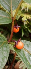 Capsicum geminifolium, photograph author not stated, no rights reserved