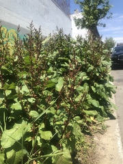 Rumex obtusifolius