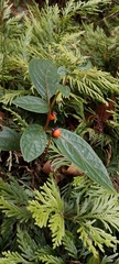 Capsicum geminifolium, photograph author not stated, no rights reserved