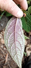 Capsicum geminifolium, photograph author not stated, no rights reserved