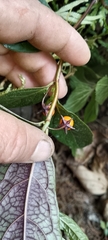 Capsicum geminifolium, photograph author not stated, no rights reserved