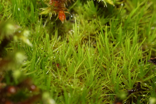 Dicranum viride observed 2026-09-03