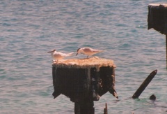 Thalasseus sandvicensis