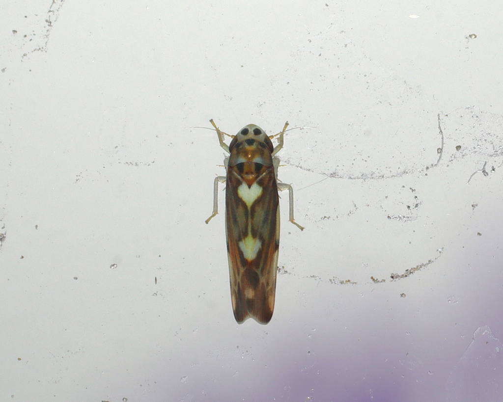 Arboridia maculifrons