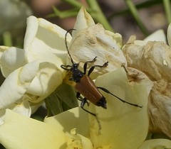 Trigonarthris atrata