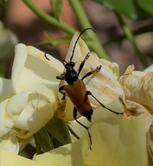 Trigonarthris atrata